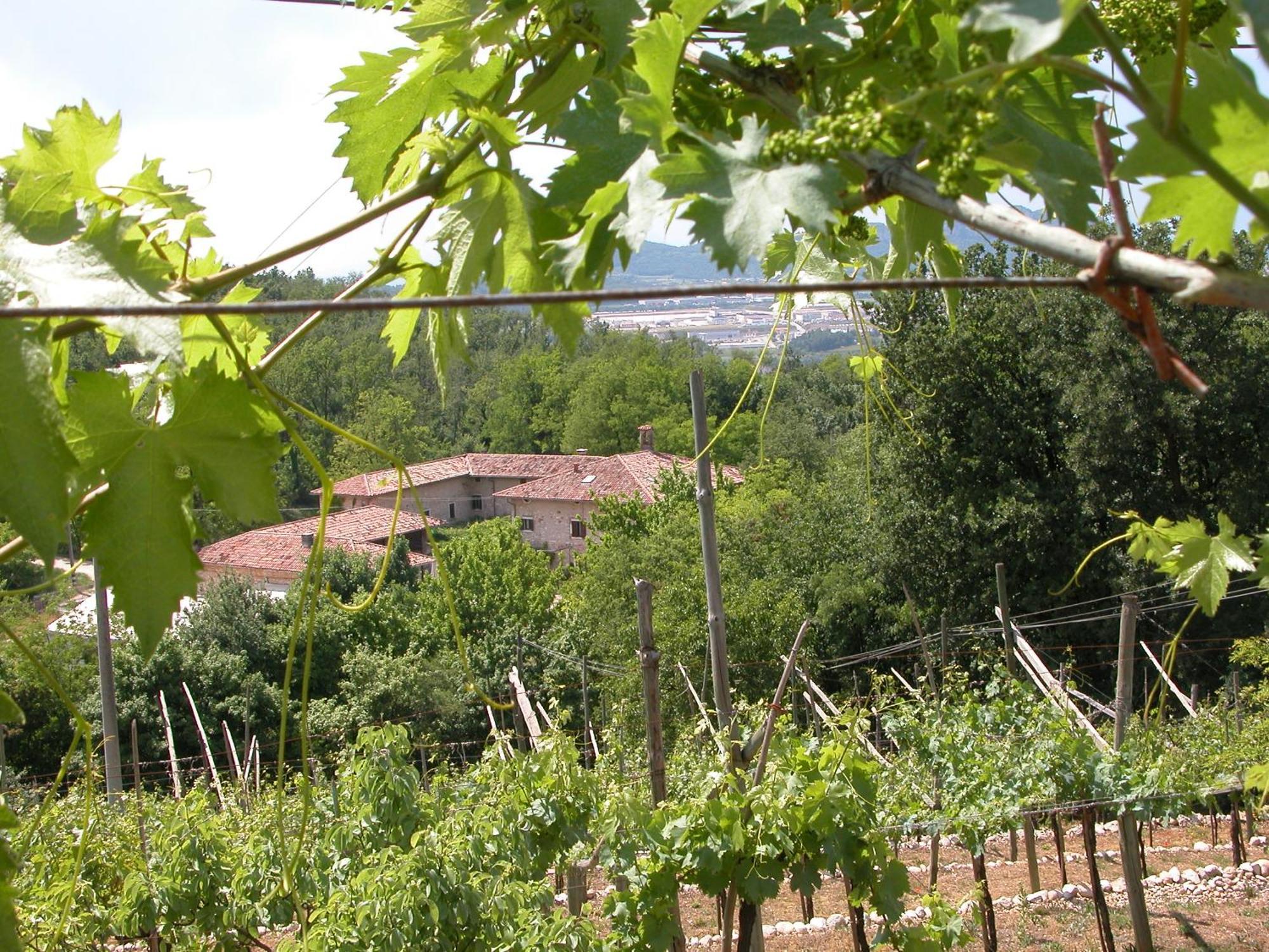 Agriturismo Ca' Verde SantʼAmbrogio di Valpolicella エクステリア 写真